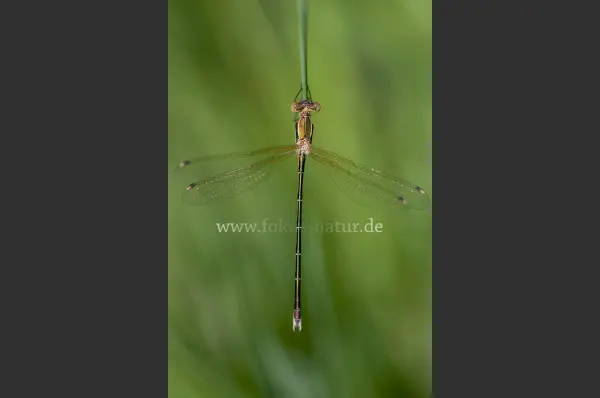 Fokus-Natur Bild