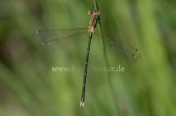 Fokus-Natur Bild