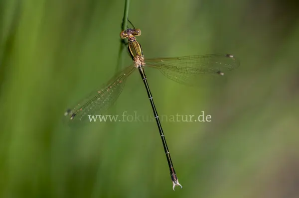Fokus-Natur Bild