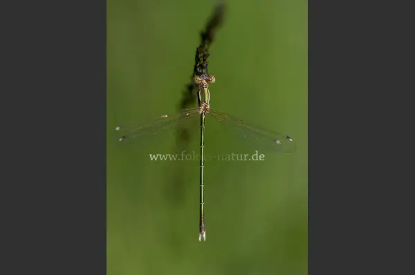 Fokus-Natur Bild