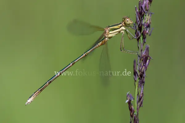 Fokus-Natur Bild