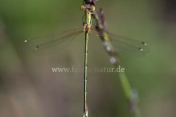 Fokus-Natur Bild