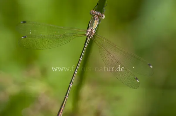 Fokus-Natur Bild