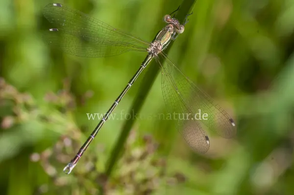 Fokus-Natur Bild