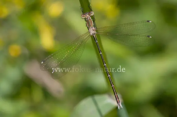 Fokus-Natur Bild
