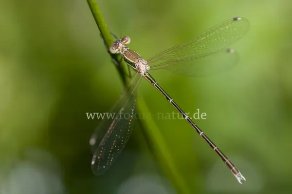 Fokus-Natur Bild