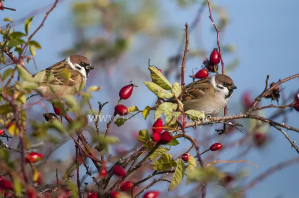 Fokus-Natur Bild
