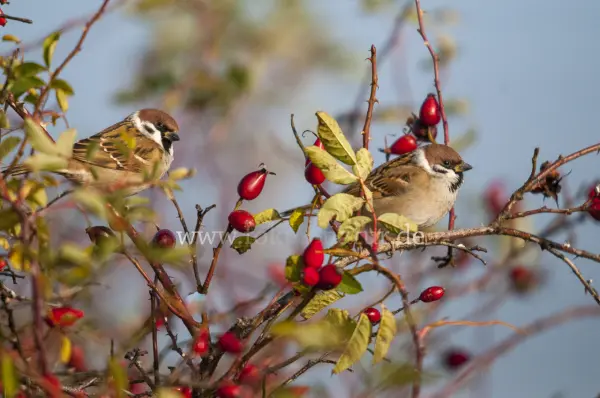 Fokus-Natur Bild