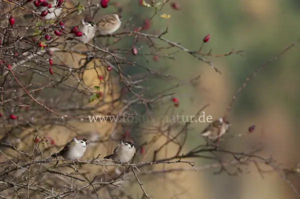 Fokus-Natur Bild