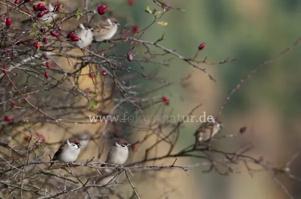 Fokus-Natur Bild