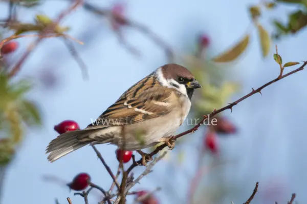 Fokus-Natur Bild