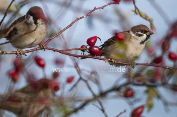 Fokus-Natur Bild