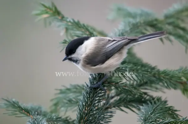Fokus-Natur Bild