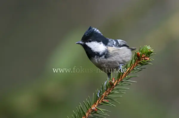 Fokus-Natur Bild