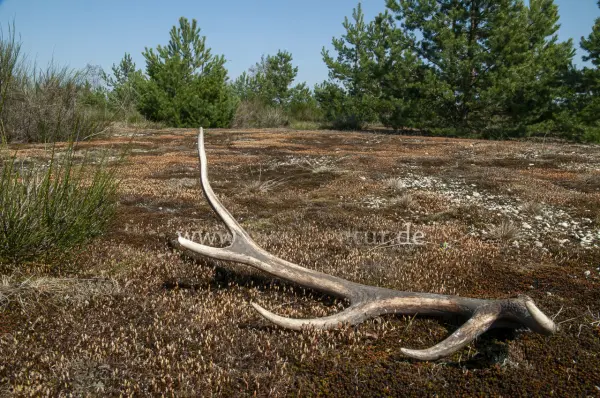 Fokus-Natur Bild