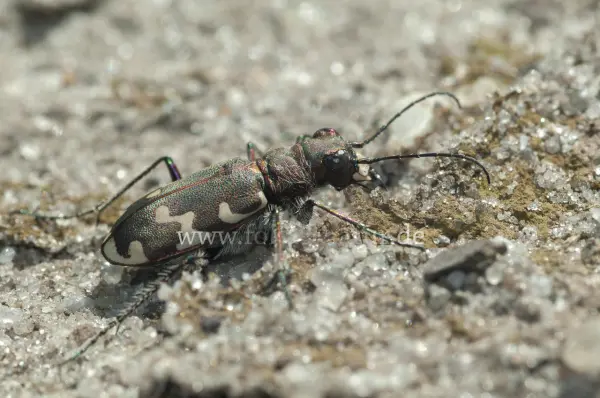 Fokus-Natur Bild
