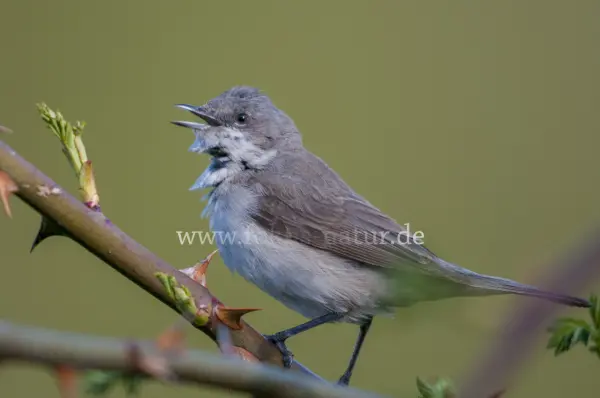 Fokus-Natur Bild