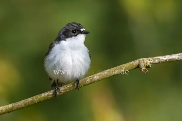 Fokus-Natur Bild