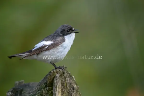 Fokus-Natur Bild