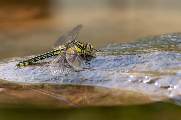 Fokus-Natur Bild