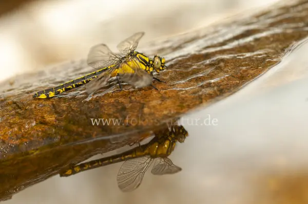Fokus-Natur Bild