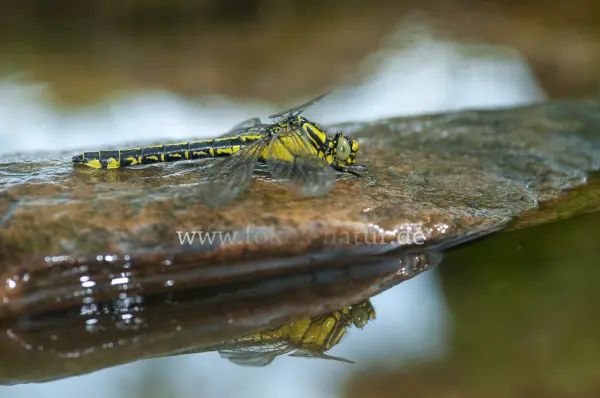 Fokus-Natur Bild