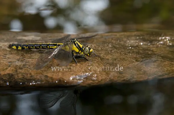 Fokus-Natur Bild