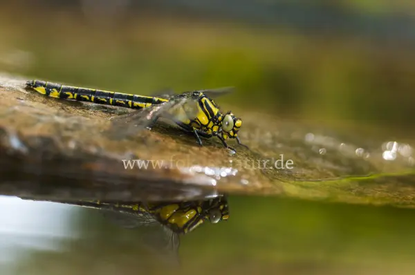 Fokus-Natur Bild