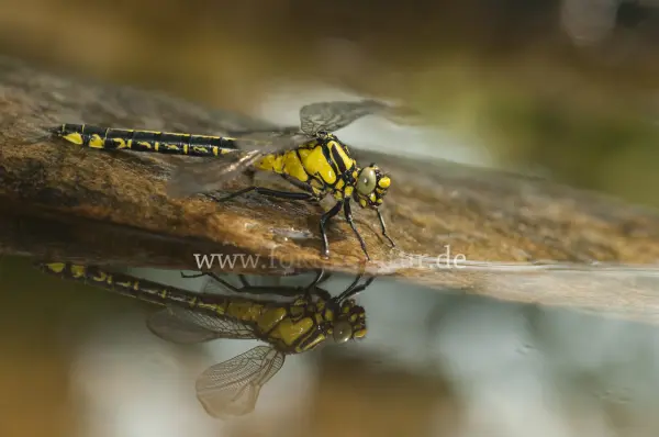 Fokus-Natur Bild
