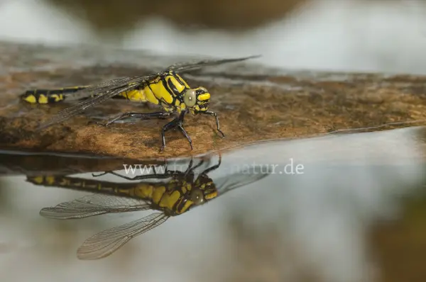 Fokus-Natur Bild