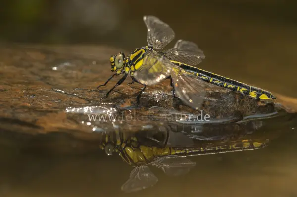 Fokus-Natur Bild