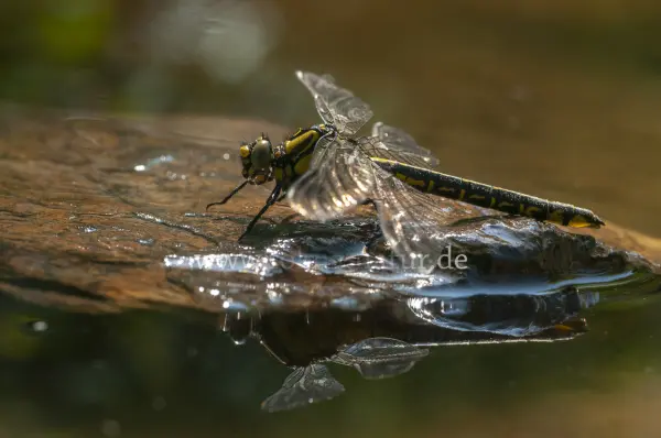 Fokus-Natur Bild