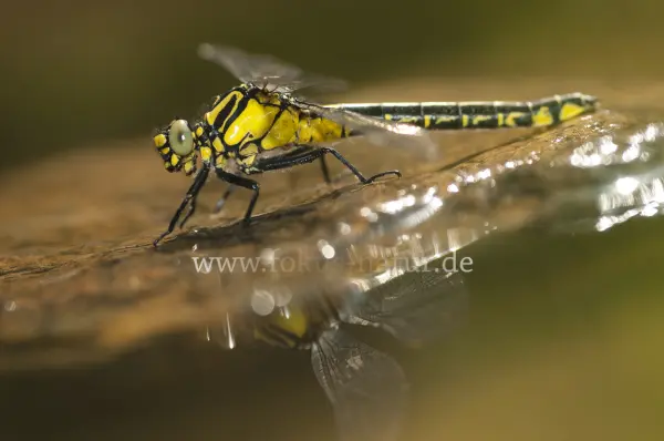 Fokus-Natur Bild
