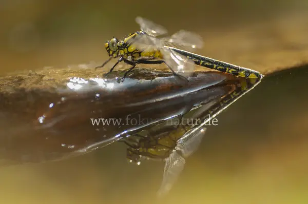 Fokus-Natur Bild