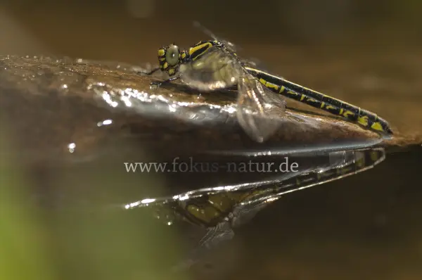 Fokus-Natur Bild