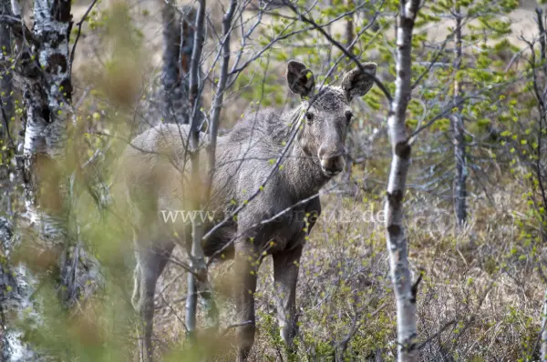 Fokus-Natur Bild