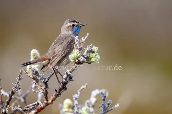 Fokus-Natur Bild