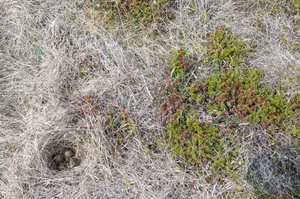 Fokus-Natur Bild