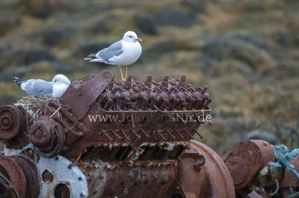 Fokus-Natur Bild