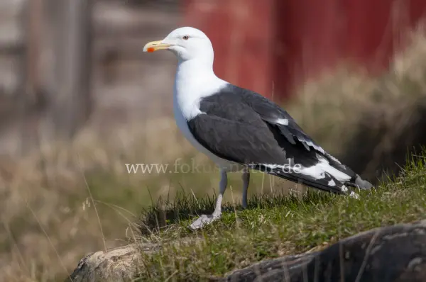 Fokus-Natur Bild