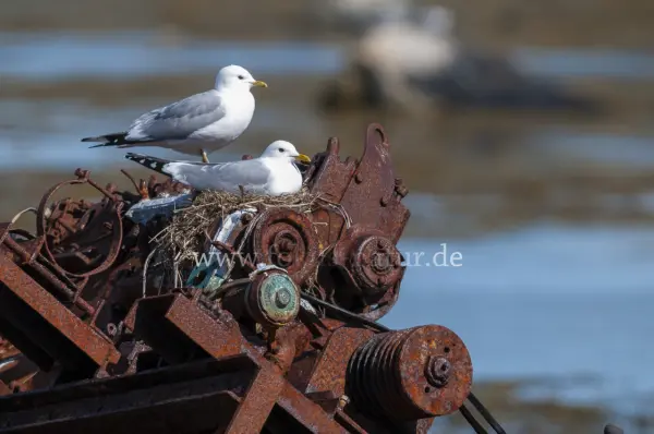 Fokus-Natur Bild