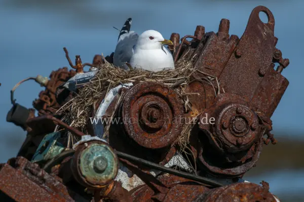 Fokus-Natur Bild