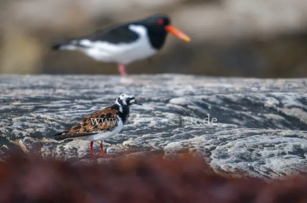 Fokus-Natur Bild