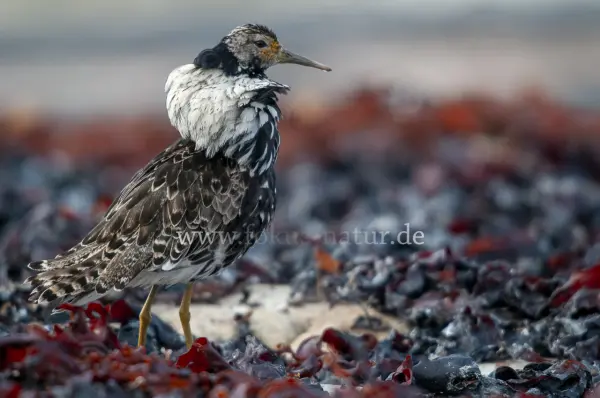 Fokus-Natur Bild