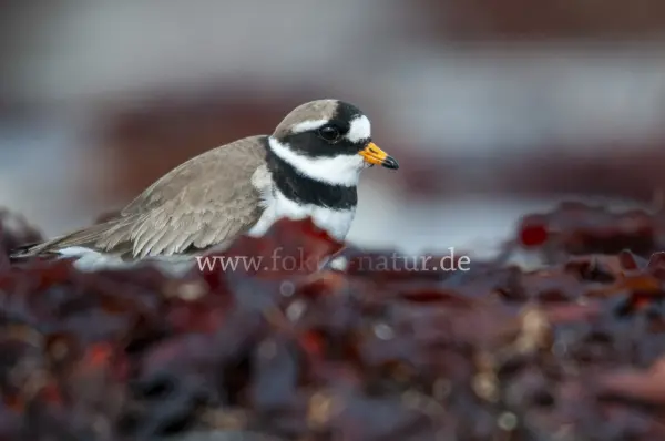 Fokus-Natur Bild