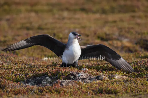Fokus-Natur Bild