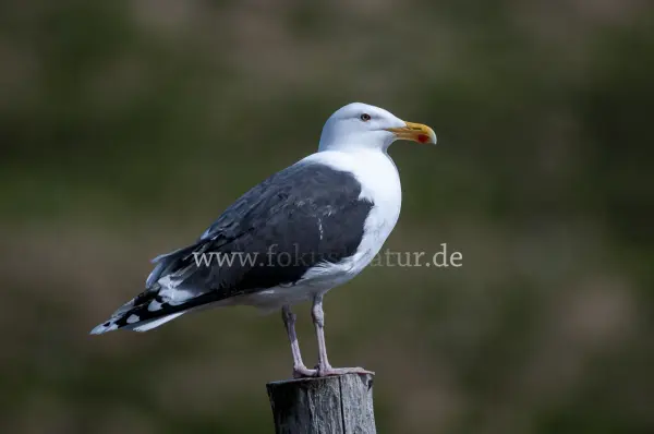 Fokus-Natur Bild