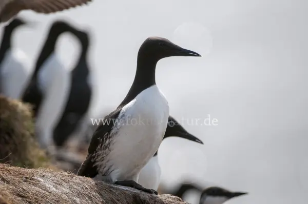 Fokus-Natur Bild