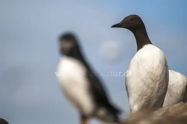 Fokus-Natur Bild