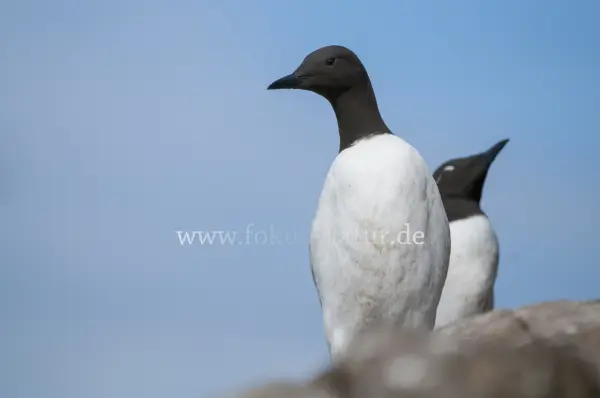 Fokus-Natur Bild